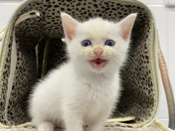 bebe gato
