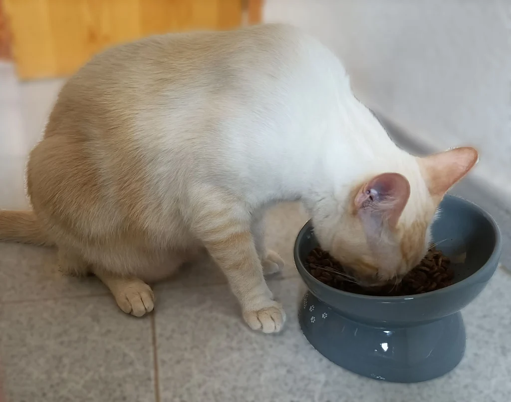 gato comiendo