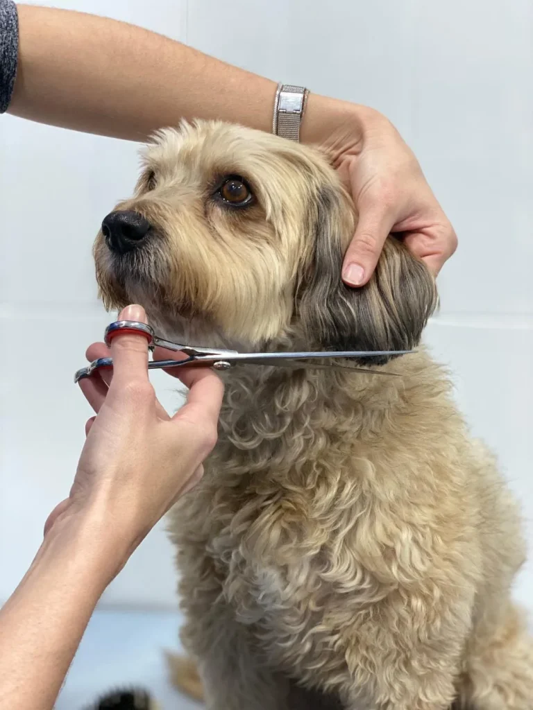 corte de pelo