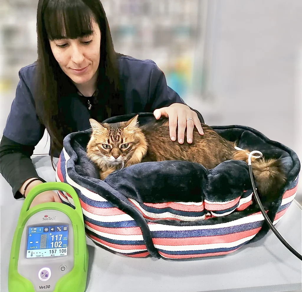 gato tomándose la tensión