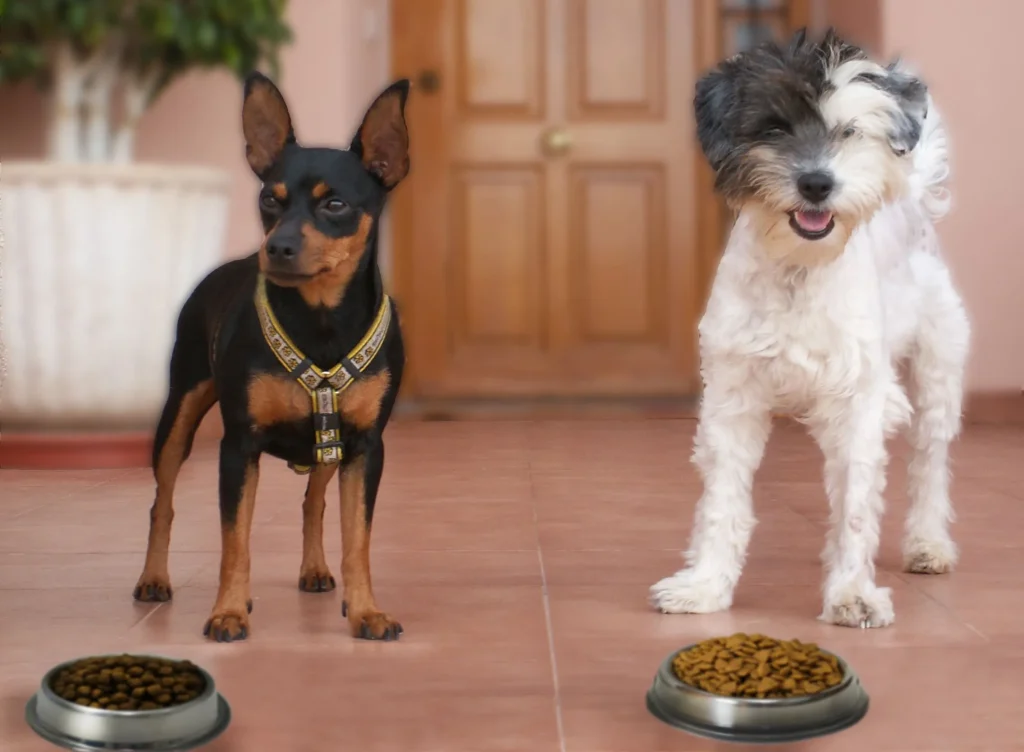 perros con comida