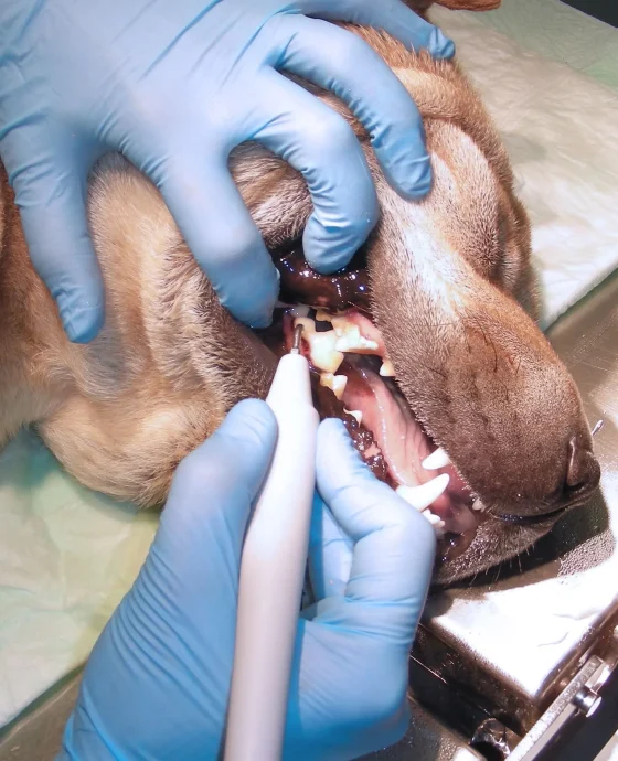 odontología 3