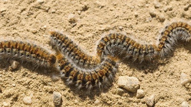 Procesionaria del pino: un grave peligro para perros y gatos. Cómo prevenir y actuar a tiempo